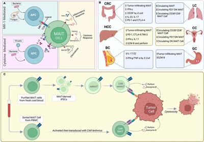 Mucosal-associated invariant T cells in cancer: dual roles, complex interactions and therapeutic potential